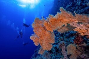 Elba Reef - Red Sea Last Secret