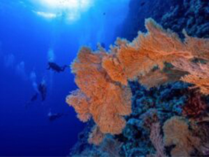 Elba Reef Diving