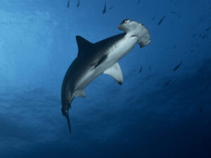 Golden Triangle Diving